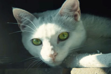 猫と“赤い点”を映す『ゴーストリコン ワイルドランズ』国内向け実写トレイラー 画像