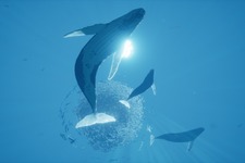『ABZU』等の“海ゲー”多数収録「Humble Oceans Day Bundle」が販売―鯨とイルカの保護活動に 画像