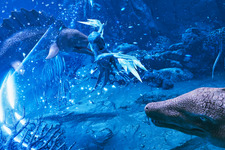 美しいグラフィックで描かれる6500万年後の海…SFアクション『グレイシャード』Steamページ公開 画像