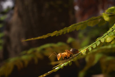 極小世界をフォトリアルに描く「蟻」ストラテジー『Empire of the Ants』ティーザー映像！ 画像
