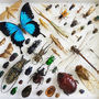『Grounded』床下に住むのは危険！正式リリース記念、昆虫学者に訊くミクロ世界の生き残り術