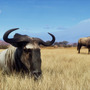 今度の狩りはアフリカだ！『ウェイ オブ ザ ハンター』DLC「Tikamoon Plains」配信開始