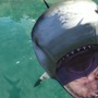 Steam納涼サメゲーム5選―海水浴は楽しいのうスパ君…んっありゃなんじゃ…？さっサメじゃあー！【特集】